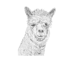 fr Alpaka / Lama