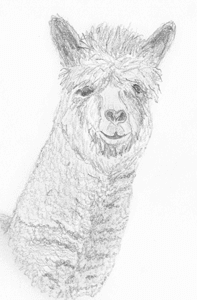 fr Alpaka / Lama