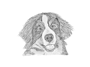 fr Hunde