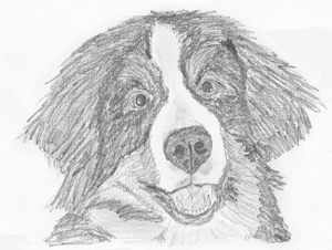 Hundescheren