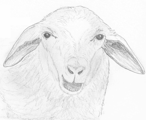 für Schafe