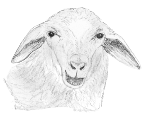 für Schafe