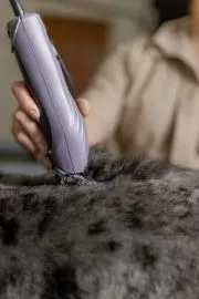WAHL KM10+ Schermaschine Hundeschermaschine incl. Wahl Prime Scherkopf # 10 1,5 mm